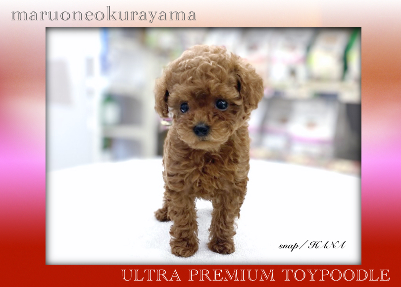 濃厚なレッドカラーも鮮やか | トイ・プードル （6131179） - 横浜 大倉山店