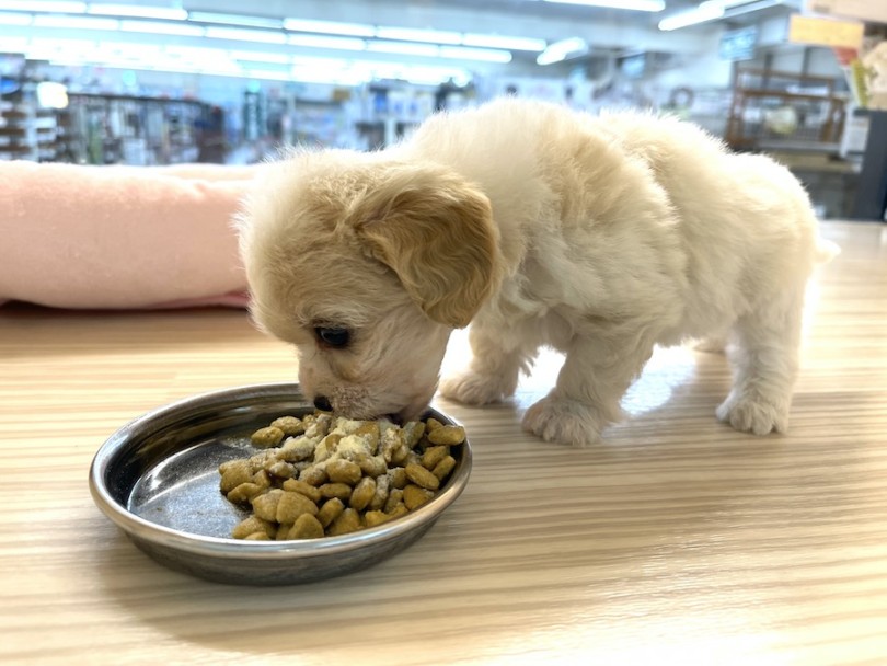 真剣な表情で黙々と食べ進めるキャバションちゃん | MIX犬 キャバション （814751） - 大和 相模大塚店