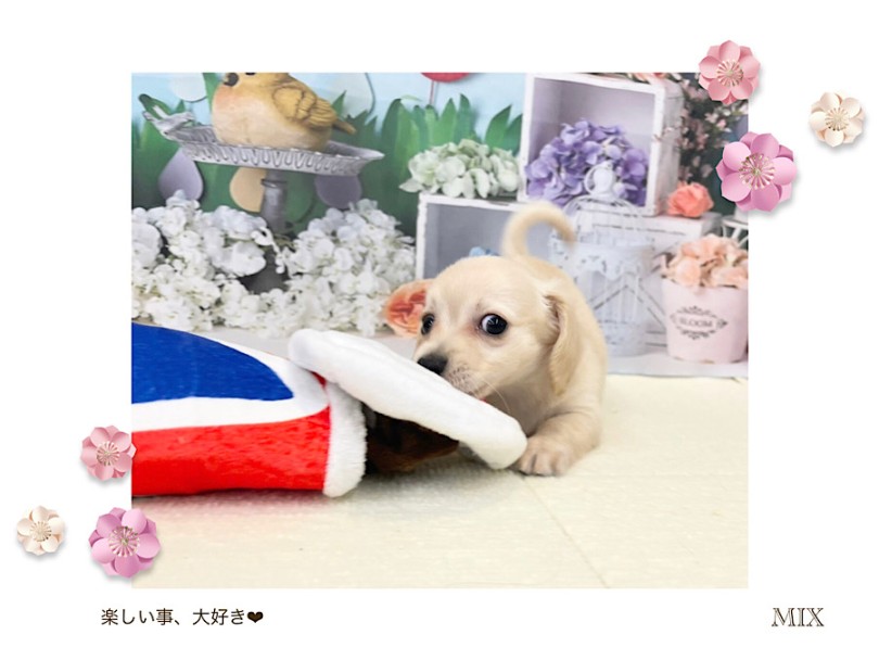 生後70日のチワックスちゃんの様子 | MIX犬 チワックス （312104） - 横浜 港北ニュータウン店