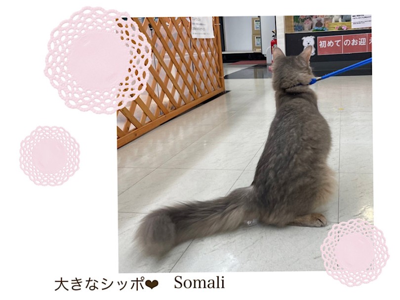 素敵すぎるブルーの被毛 | ソマリ （312105） - 横浜 港北ニュータウン店