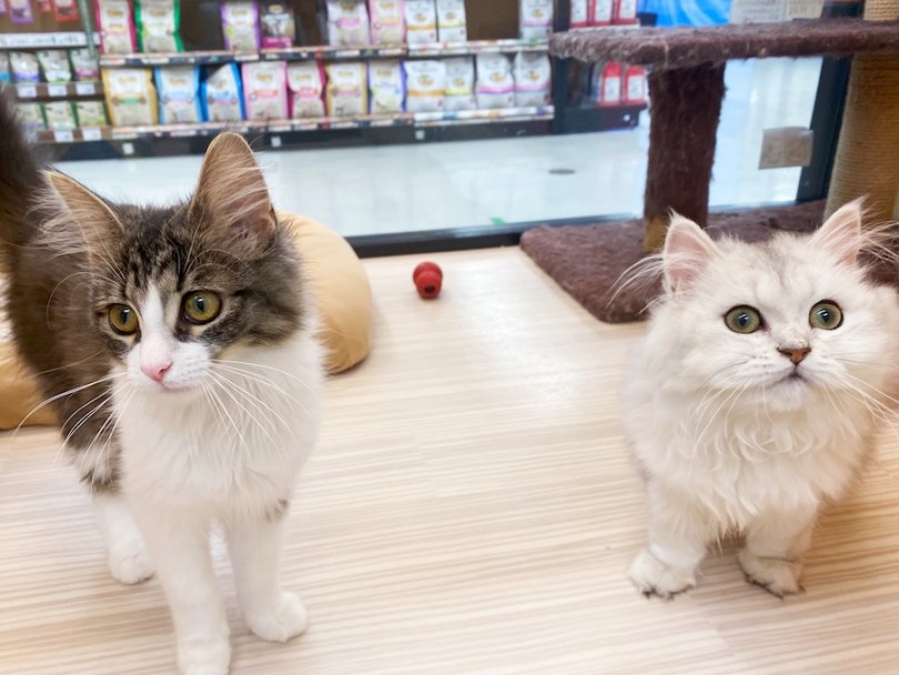 その3！焦らず長い時間をかけてあげること！ | 猫フレンドトレーニング - 横浜 今宿店