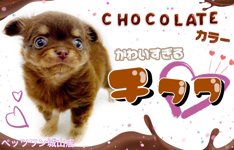 【 チワワ 】食べちゃいたいくらい可愛い！ミニチョコチワワちゃん！
