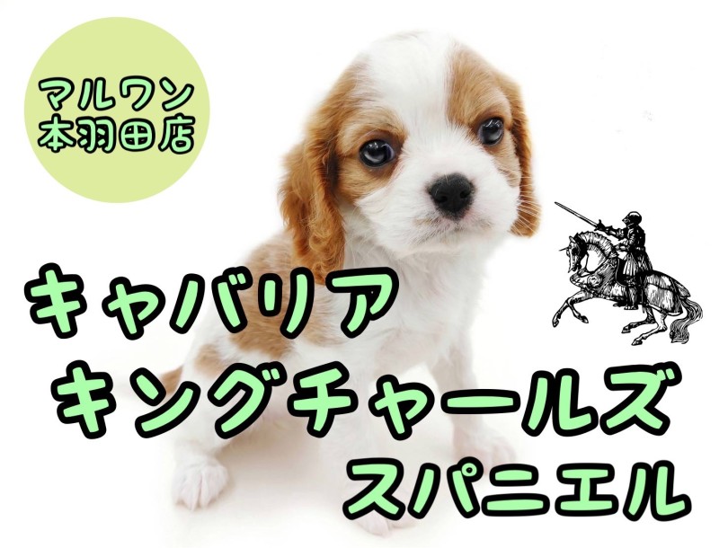 【 キャバリア 】なぜキャバリアは癒し犬と言われるのか？飼いやすさ抜群の秘密公開