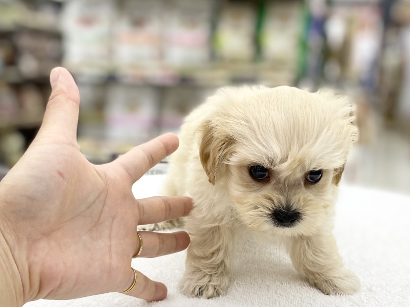 成犬時も小さめサイズ | MIX犬 マルプー （6131177） - 横浜 大倉山店