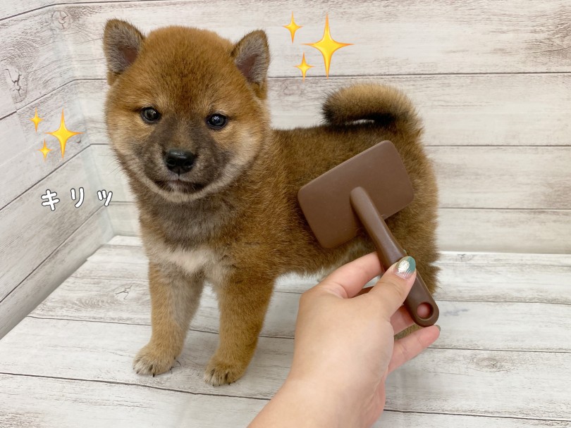 健康は日々のブラッシングから！ | 柴犬 （116709） - 下丸子店