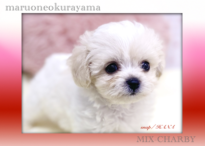 お目目まん丸のキラキラしたお顔立ち！ | MIX犬 チャービー （6131175） - 横浜 大倉山店