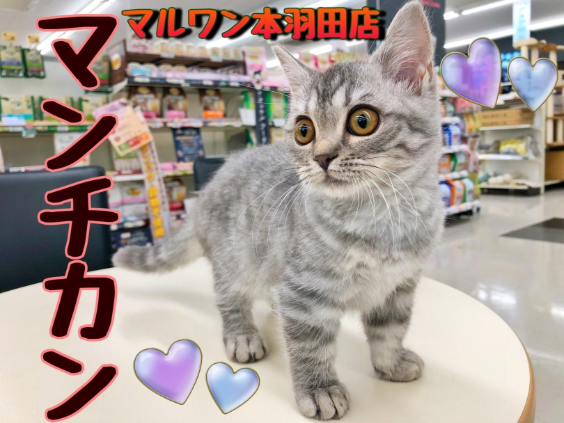 【 マンチカン 】一緒に遊ぶの大好き♪好奇心旺盛な美少女がやってきた！！