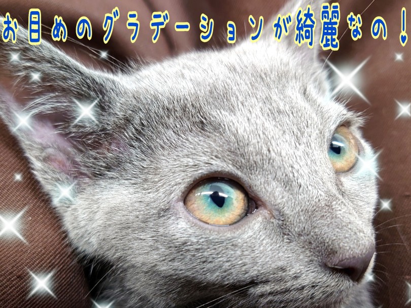 宝石の様なグラデーションEYE！ | ロシアンブルー （130441） - 高井戸店