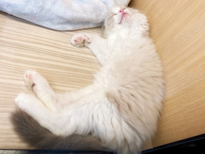 入店2日目にしてこの寝顔 ズバ抜けた環境適応能力 | ラグドール （120539） - 横浜 今宿店