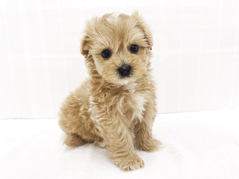 マルプーちゃんをお迎えする際は、この7点がご用意出来ればOK | MIX犬 マルプー （713886） - 横浜 鶴見店