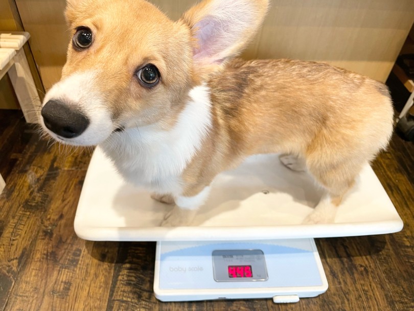 生後6ヶ月の体重は4.45kg | ウェルシュ・コーギー・ペンブローク （11892） - 横浜 白楽店