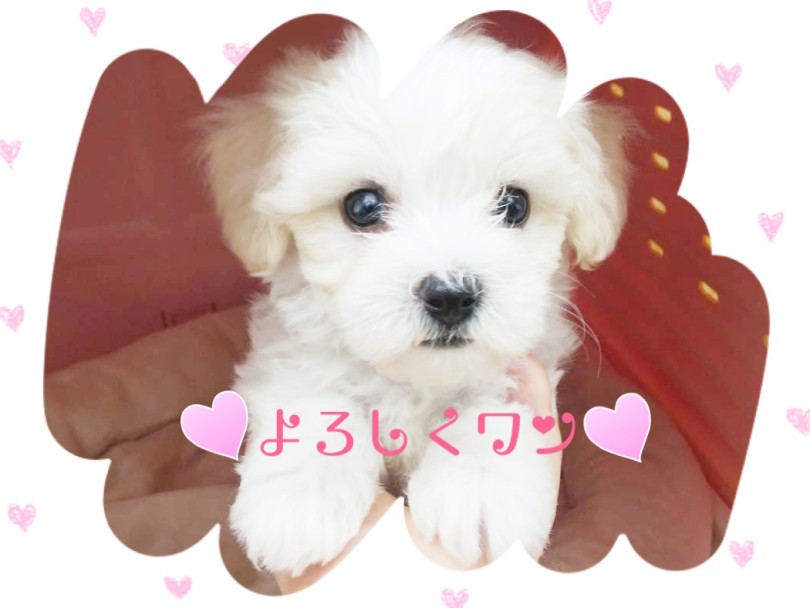 キャバションMIXちゃんをお迎えするには？ | MIX犬 キャバション （413111） - さいたま 武蔵浦和店