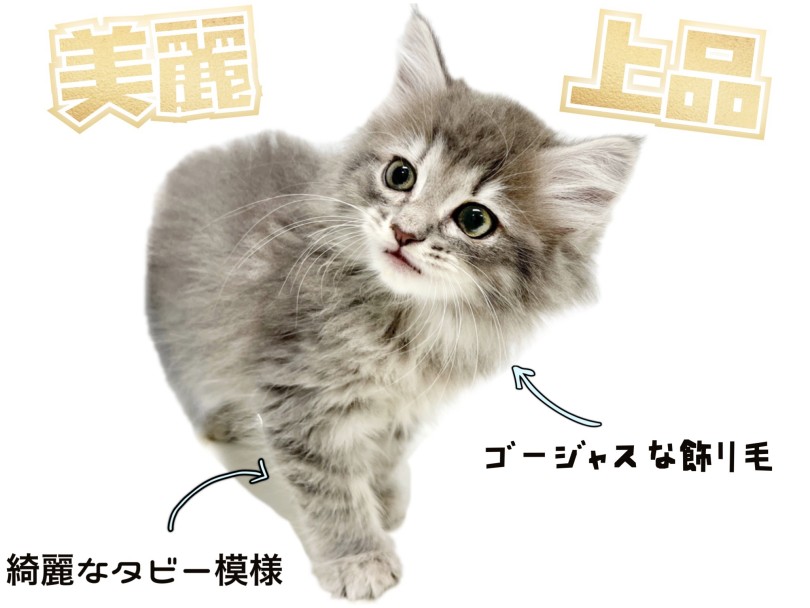 綺麗なブルーの被毛にご注目! | サイベリアン (150307) - 東川口店