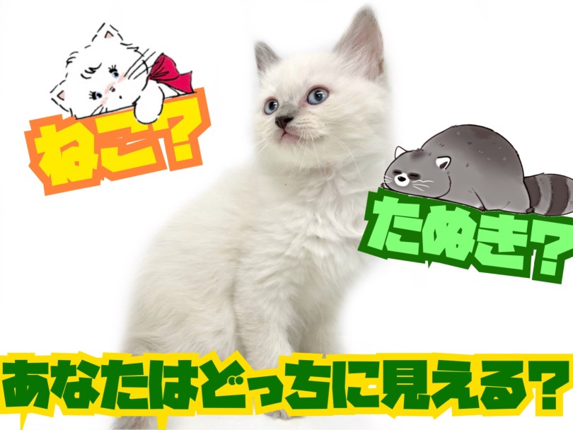 猫界のたぬき呼ばれています | ラグドール （150305） - 東川口店