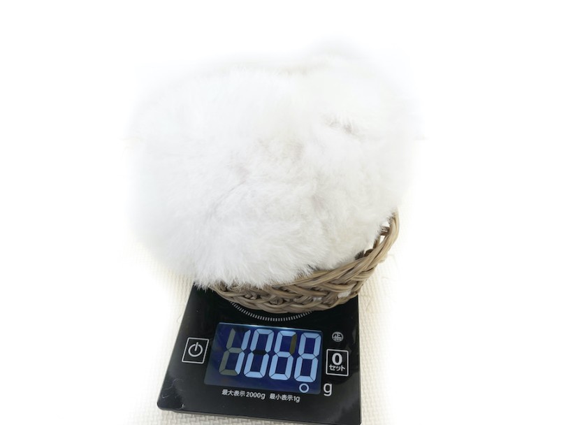 生後60日の体重は1068g 成犬時の体重は6kg程になると予想 | ビションフリーゼ （814749） - 大和 相模大塚店