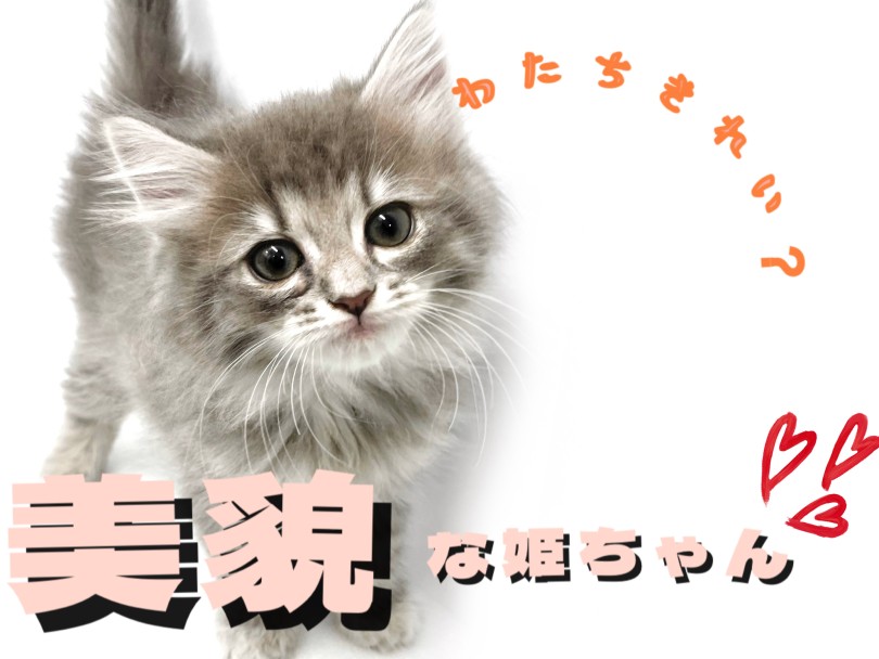 女の子らしい顔立ち 目が合ったら胸キュンしちゃう | サイベリアン (150307) - 東川口店
