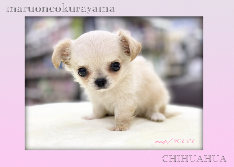 生後60日過ぎて体重540g！ | チワワ （6131173） - 横浜 大倉山店