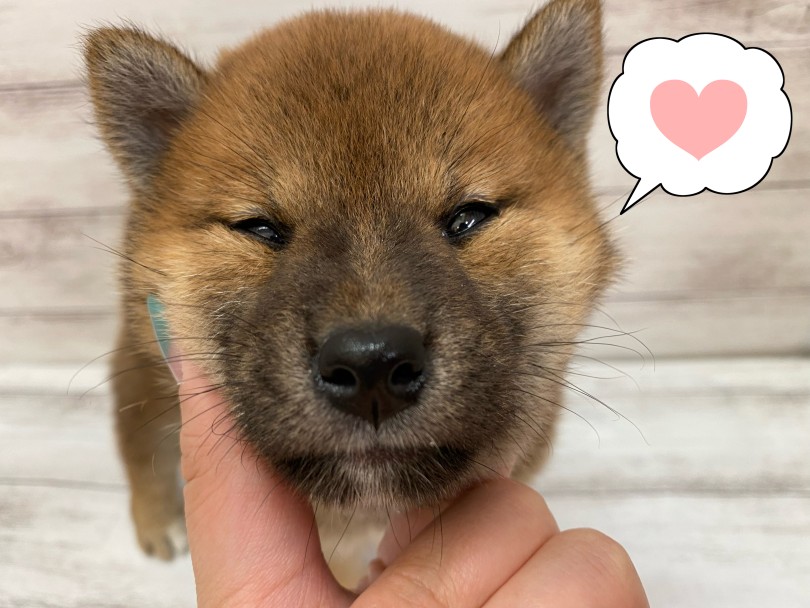 ご来店お待ちしております！ | 柴犬 （116709） - 下丸子店