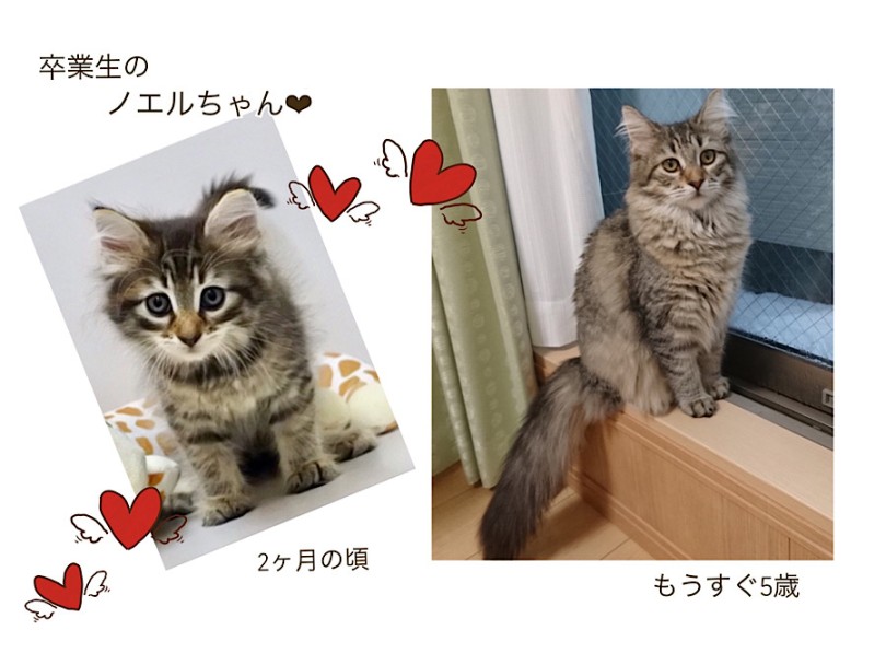 大型猫種…なんて想像がつかないですよね？ | ノルウェージャンフォレストキャット （312094） - 横浜 港北ニュータウン店