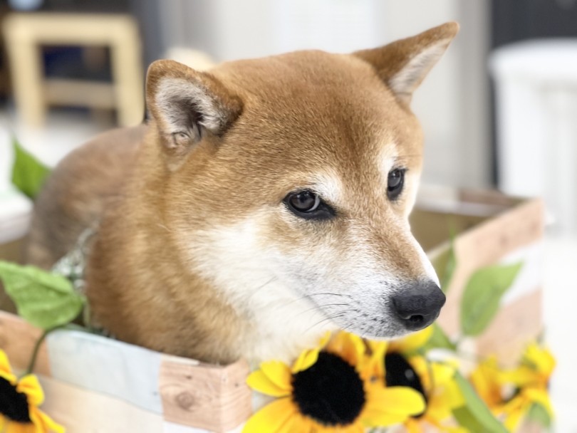 第2位 柴犬のちくわちゃん | 大倉山チャレンジ365 - 横浜 大倉山店