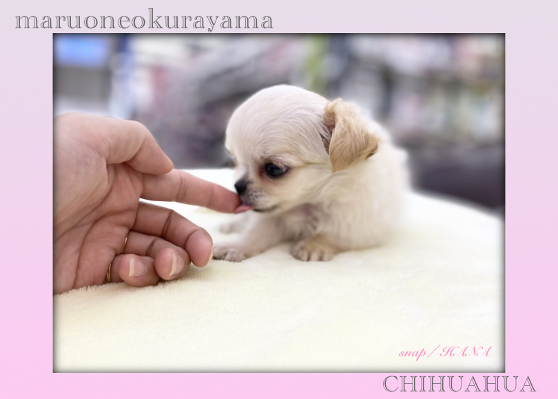 ゆっくりとチワワちゃんのペースで環境に慣れていっています | チワワ （6131173） - 横浜 大倉山店