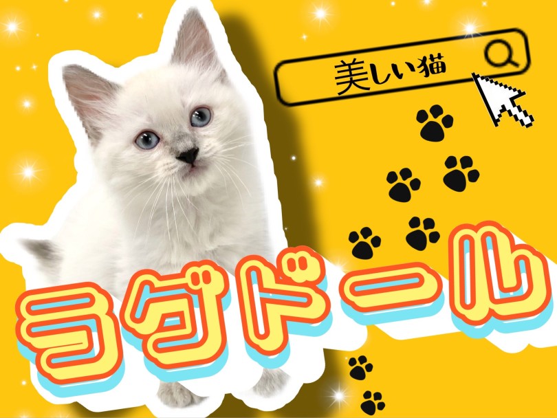 【 ラグドール 】超温厚！マイペースなイケメンにゃんこが登場！！
