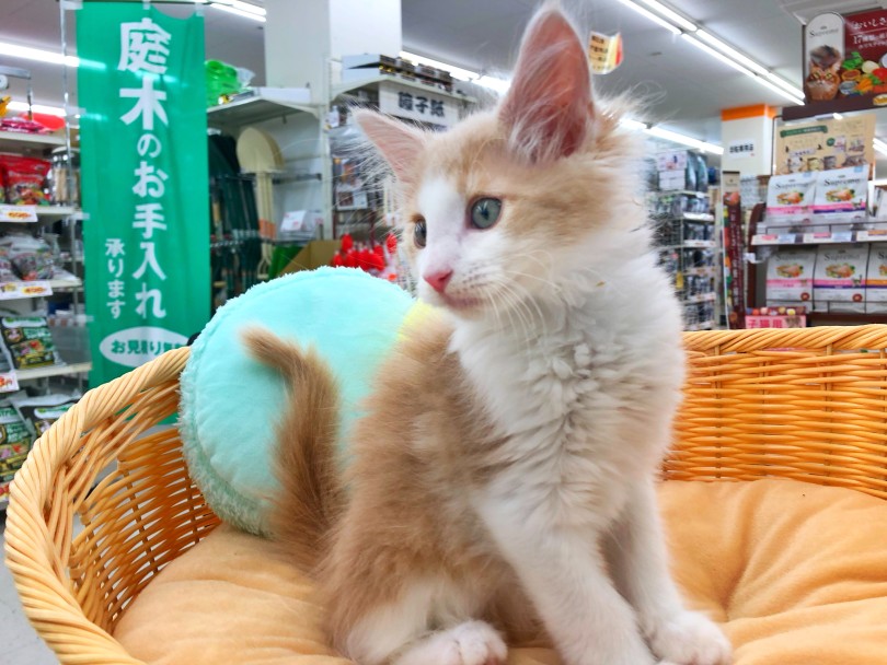 大人気カラークリームタビー&ホワイト！ | ノルウェージャンフォレストキャット （512809） - 本羽田店
