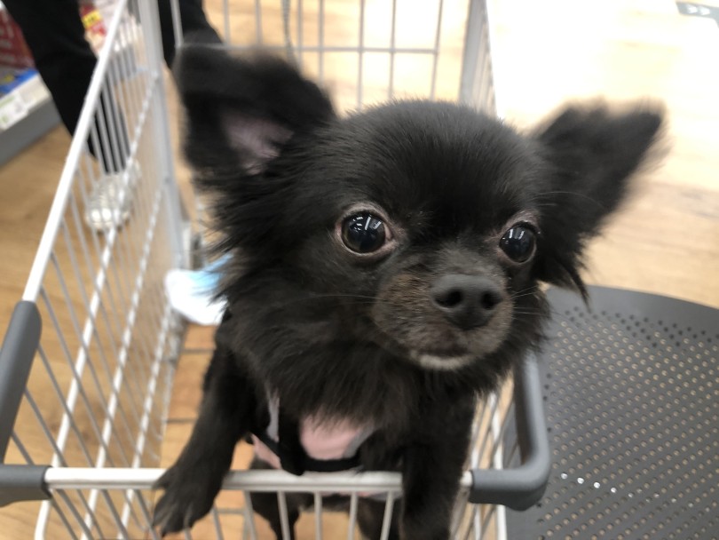 卒業生の和(なごみ)ちゃん | 卒業生インタビュー - 城山店