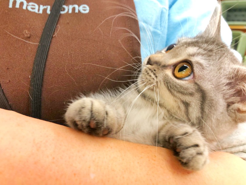 甘え上手な子をお探しの方にはピッタリの猫ちゃんですよ〜♡ | マンチカン （512799） - 本羽田店