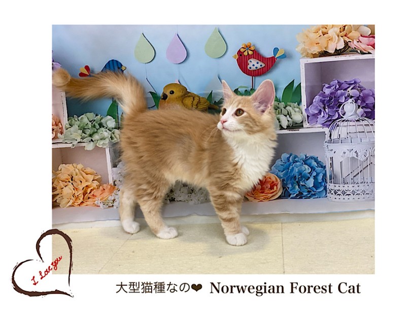 鼻筋が通り、シュッとした大人っぽいお顔になり美猫に成長中 | ノルウェージャンフォレストキャット （312094） - 横浜 港北ニュータウン店