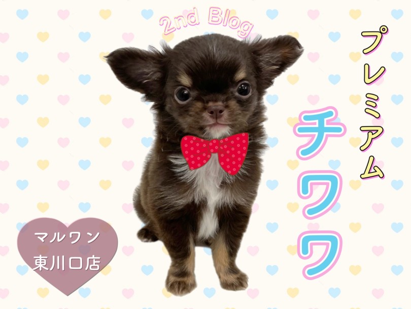 【 チワワ 】プレミアム極小チワワちゃんの魅力たっぷりセカンドブログ！