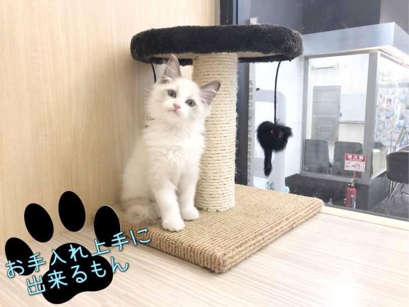 ラグドールくんのお手入れ方法 | ラグドール （914785） - 板橋 志村坂下店