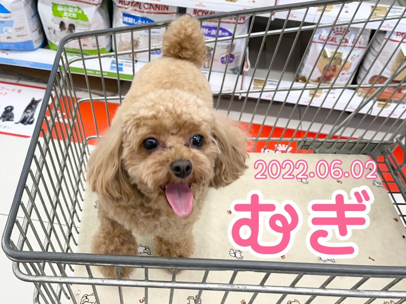 トイプードルのむぎちゃん | 365プロジェクトデイリー【6月版】 - 横浜 大倉山店