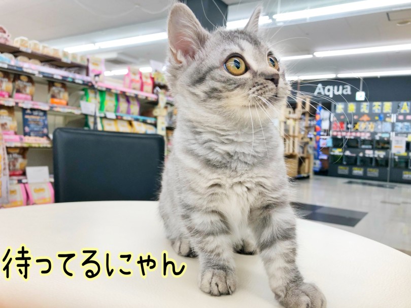 是非会いに来てくださいね♡ | マンチカン （512799） - 本羽田店