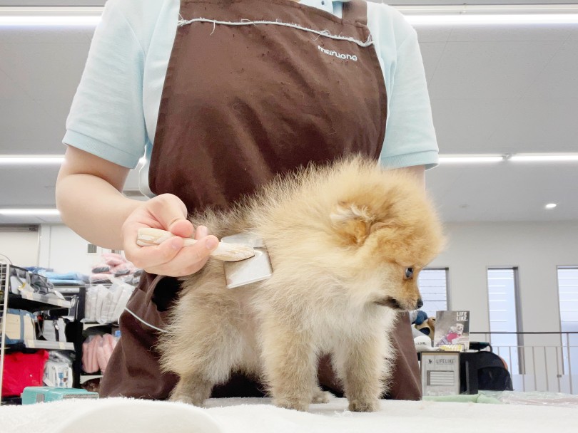 顔立ちや体格、被毛に至るまで全てが理想形 | ポメラニアン （014436） - 東日暮里店