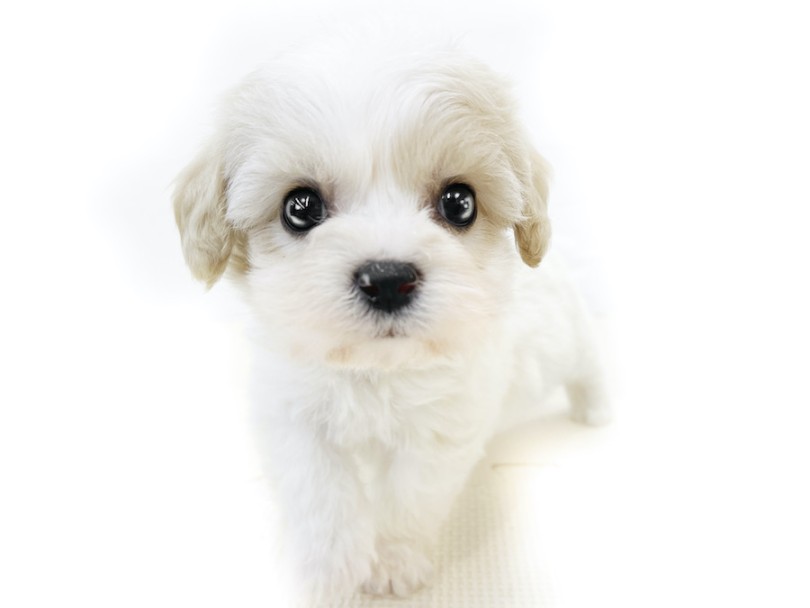 天性の可愛らしさを持つルックス！ | MIX犬 キャバション （814751） - 大和 相模大塚店