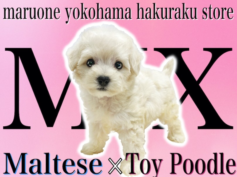 【 MIX 】将来はドワーフ体型？マルプーは初めてのペットパートナーにオススメ！