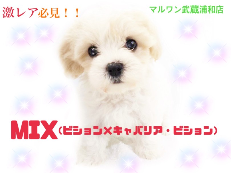 【 キャバションMIX 】出逢うのが奇跡な激レアな女の子！！初心者向けな性格！