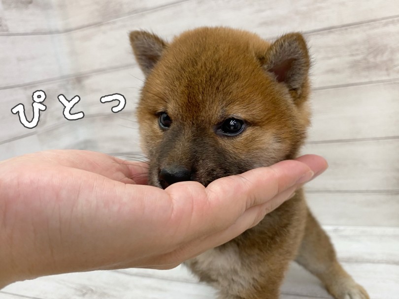 実は人懐っこくて甘えたい柴ちゃん | 柴犬 （116709） - 下丸子店