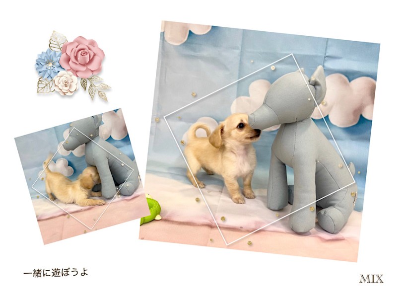初めてのわんLifeは港北NT店へお任せください | MIX犬 チワックス （312104） - 横浜 港北ニュータウン店