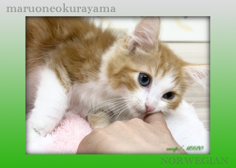 ギャップがありすぎる！森の妖精ちゃん | ノルウェージャンフォレストキャット （6131172） - 横浜 大倉山店