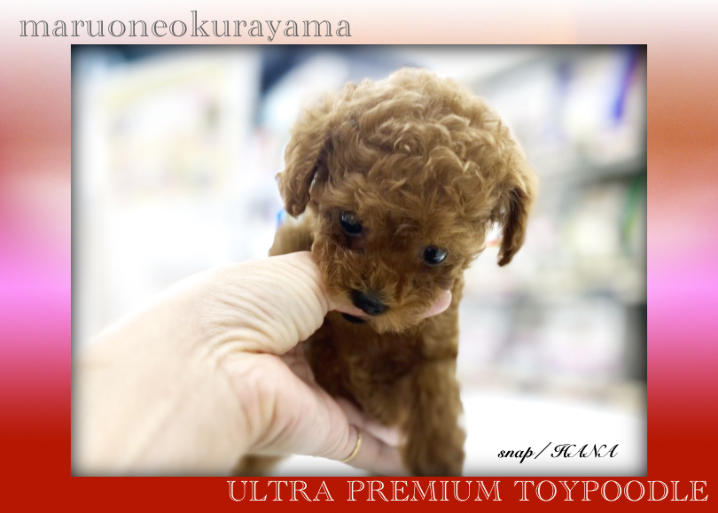 甘噛み抑制のトレーニング開始！ | トイ・プードル （6131179） - 横浜 大倉山店