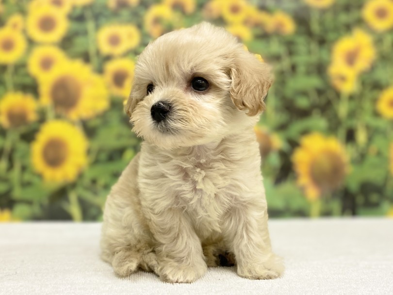 MIX犬種のいいところ！いいところ取りの容姿 | MIX犬 マルプー （6131180） - 横浜 大倉山店