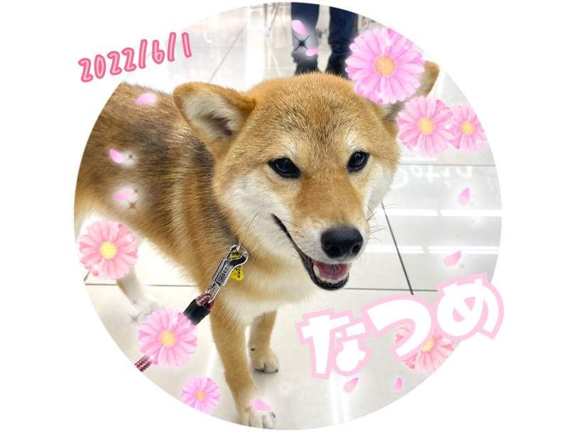 柴犬のなつめちゃん | 365プロジェクトデイリー【6月版】 - 横浜 大倉山店