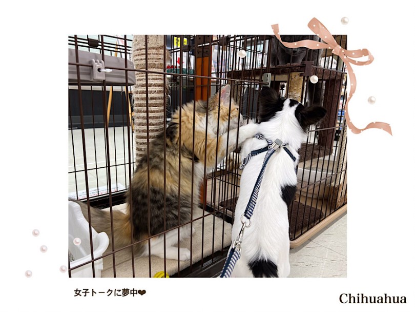 育てやすいチワワちゃんにぜひ、会いに来てくださいね！ | チワワ （312076） - 横浜 港北ニュータウン店