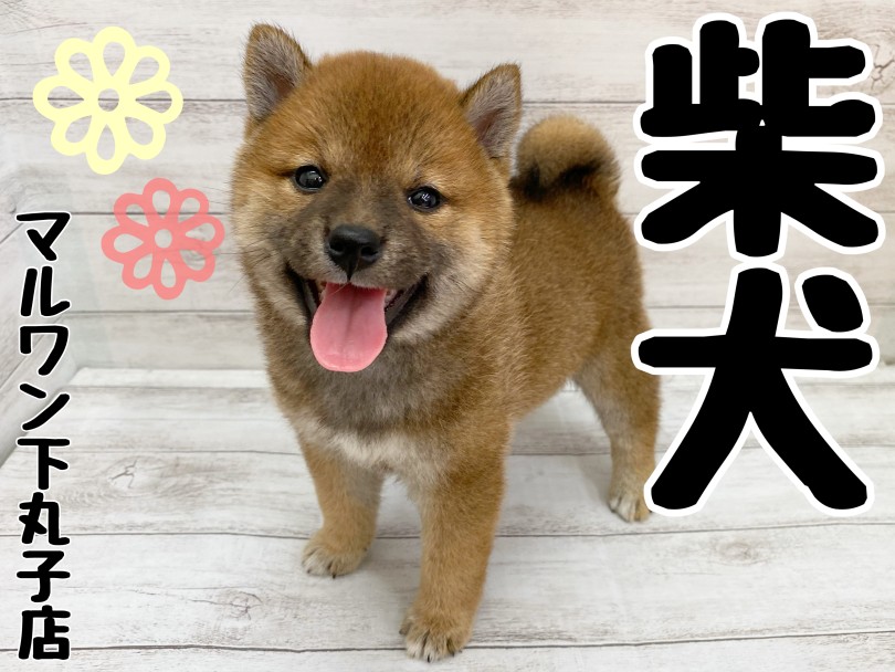 【 柴犬 】にっこり笑顔の柴犬がやってきた！お迎えに大切なポイントも解説！