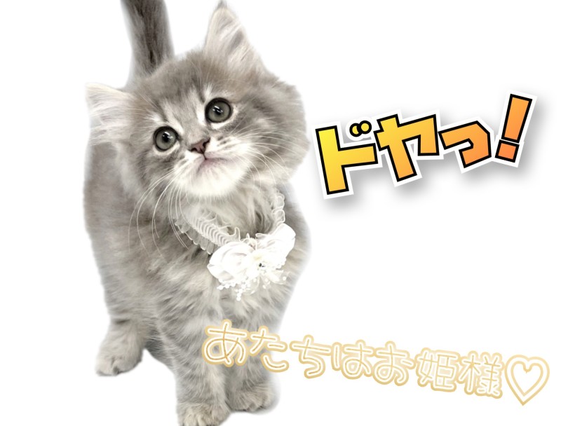 リボンを着けた時のドヤ顔 | サイベリアン (150307) - 東川口店