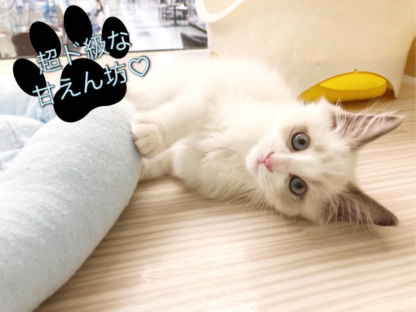 性格は超ド級の甘えん坊さん♪ | ラグドール （914785） - 板橋 志村坂下店