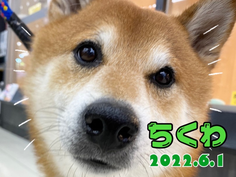 赤柴のちくわちゃん | 365プロジェクトデイリー【6月版】 - 横浜 大倉山店