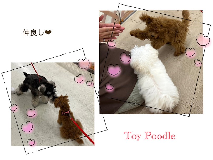 ミックス犬のチワマルちゃんと仲良し | トイ・プードル （312087） - 横浜 港北ニュータウン店